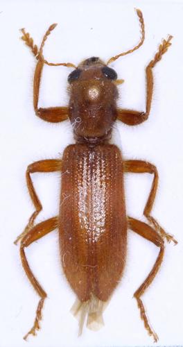 Xenorthrius prolongatus